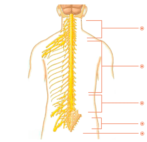 En que lugares está a osteocondrose